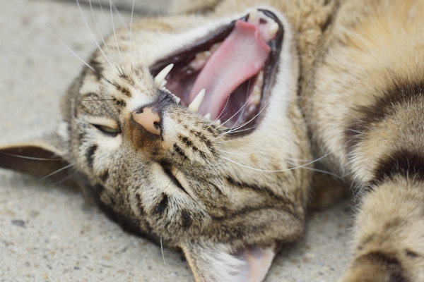 Nature animal fur portrait Photo