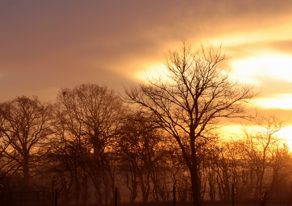 Baum natur zweig wolke