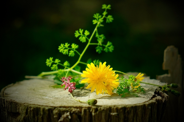 Nature light plant wood Photo