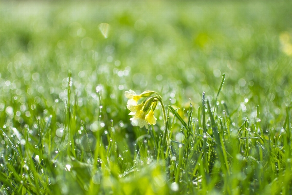 Water nature grass dew Photo