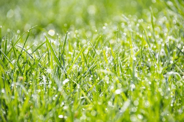 Water nature grass dew Photo