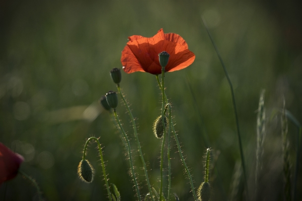 Landscape nature grass dew Photo