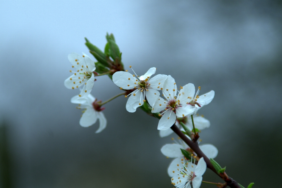 Apple baum natur zweig