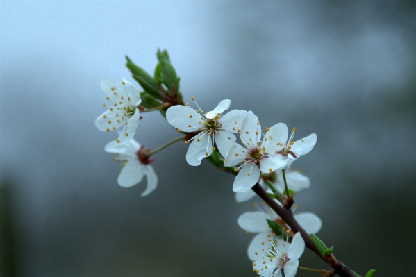 Apple tree nature branch Photo