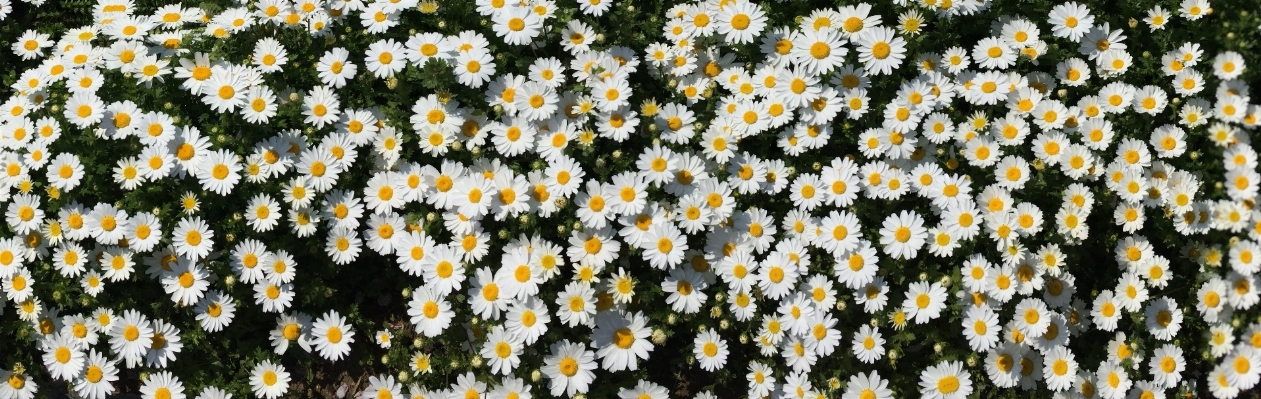 Plant white flower cute Photo