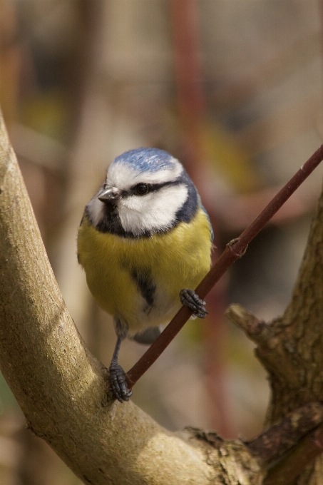 Nature branch bird animal