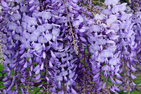 Blossom plant flower purple Photo