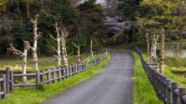 Foto Pohon tanaman bunga sungai