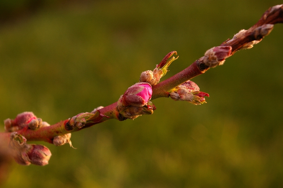 árvore natureza filial florescer