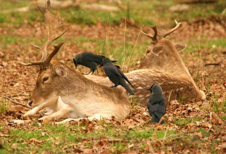 Nature herbe faune environnement