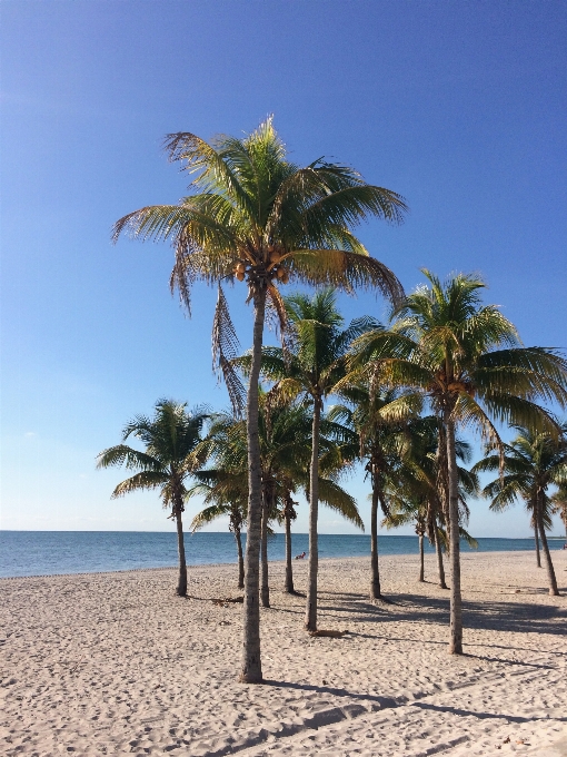 Plage mer côte arbre