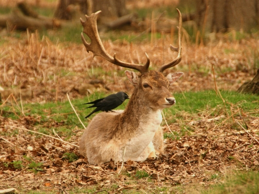 Nature forest prairie animal Photo