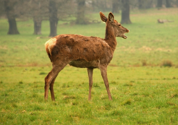 Nature forest grass field Photo