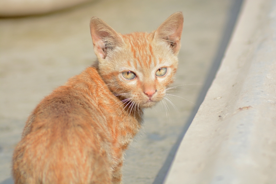 Animal pet kitten cat