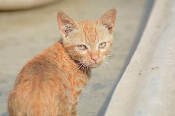 Animal pet kitten cat Photo