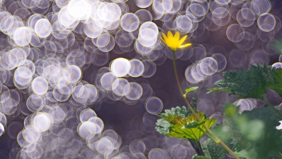 Nature blossom plant sunlight