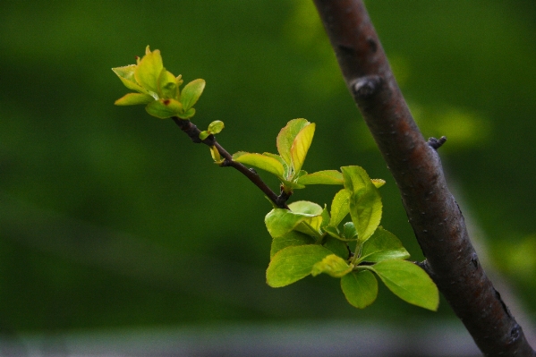 Tree nature branch blossom Photo