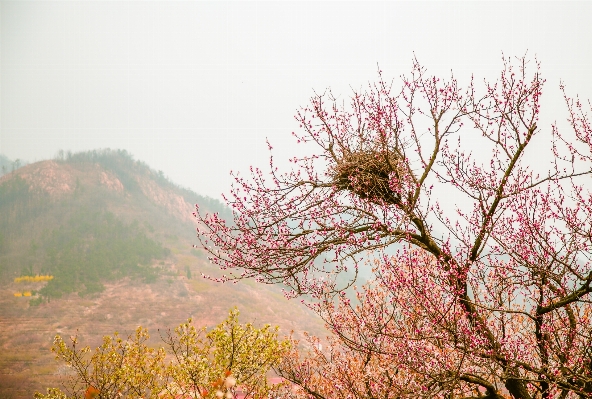 Foto árbol rama florecer planta