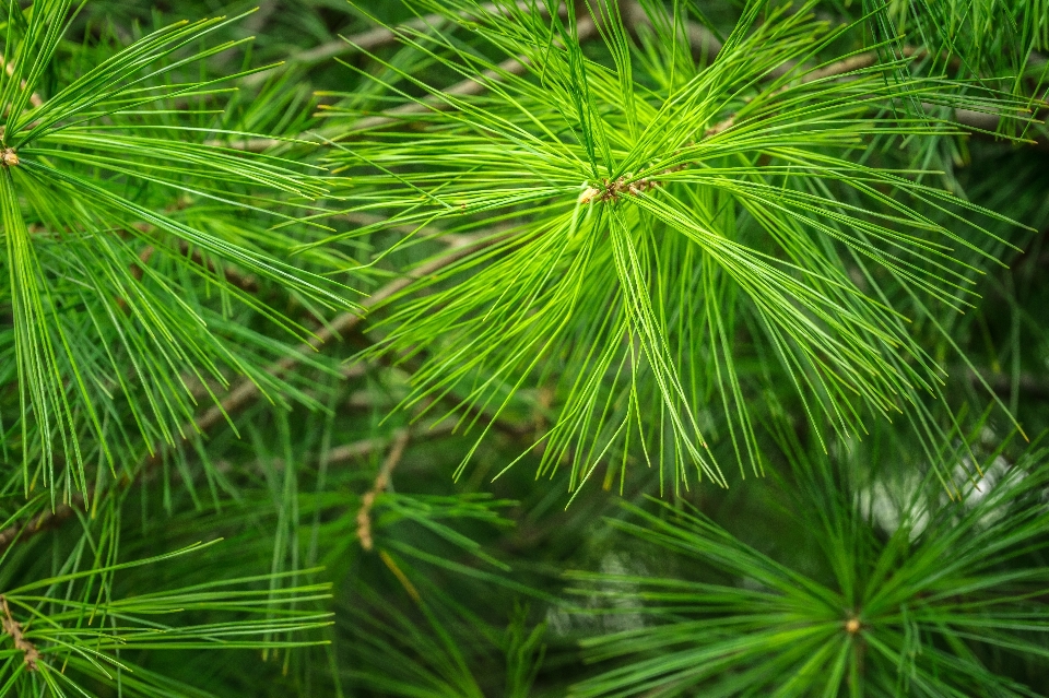 Tree nature forest grass