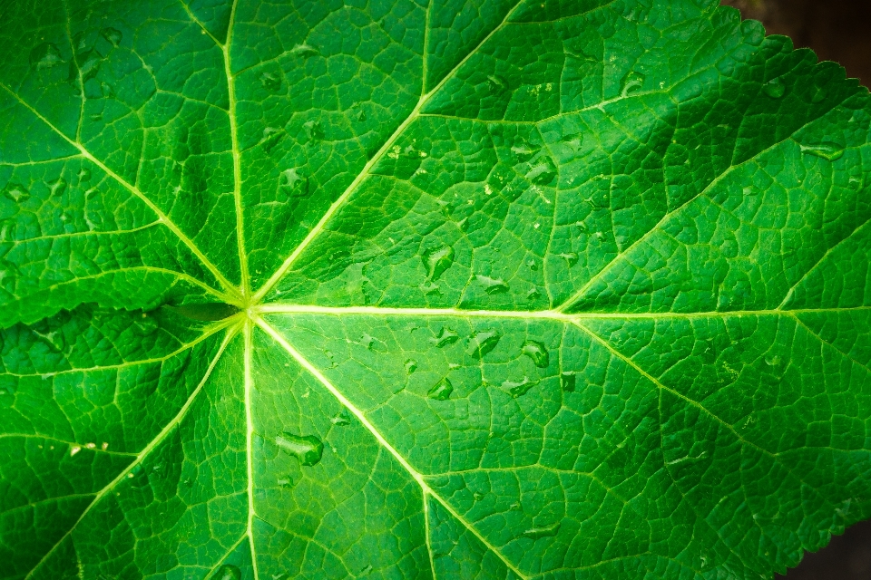 Natura foresta astratto pianta