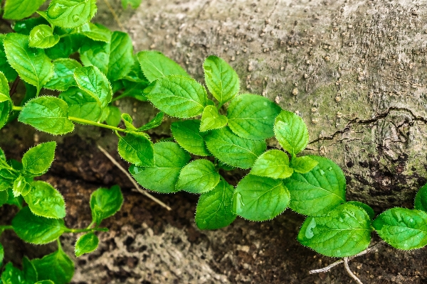 Nature abstract plant wood Photo