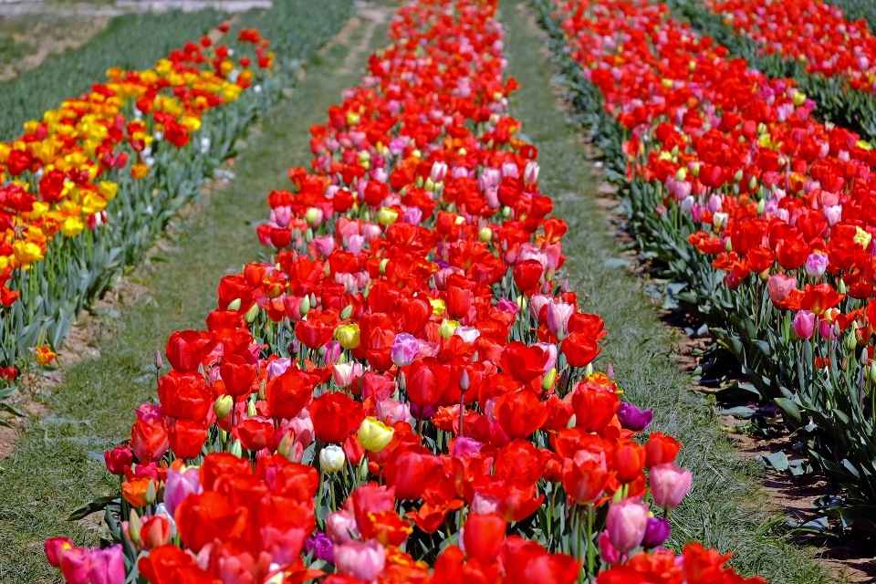 Planta campo flor pétalo