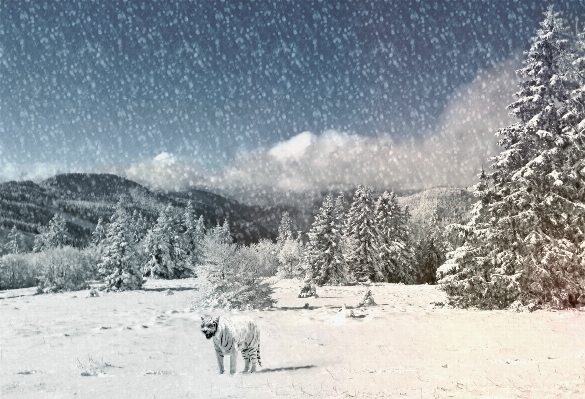 Nature wilderness snow winter Photo