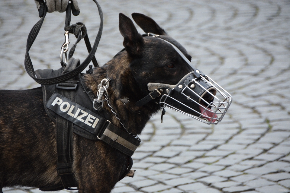 Perro caballo mamífero semental