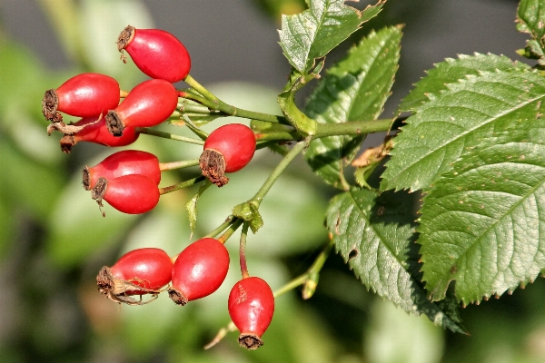 Tree branch plant fruit Photo