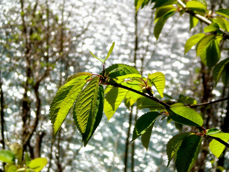 木 水 自然 森