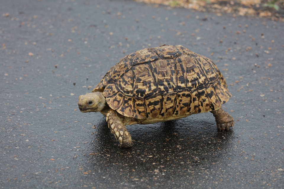 野生動物 カメ ウミガメ
 爬虫類