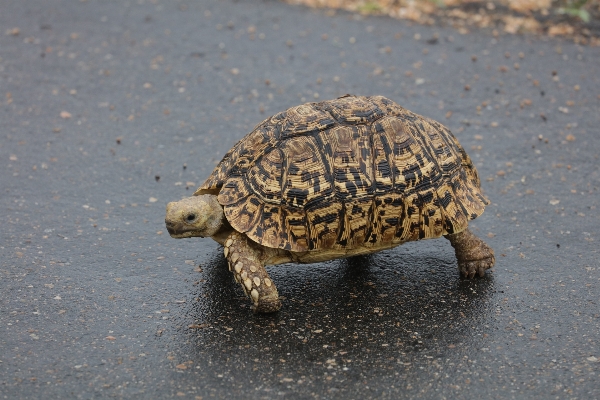 Wildlife turtle sea reptile Photo