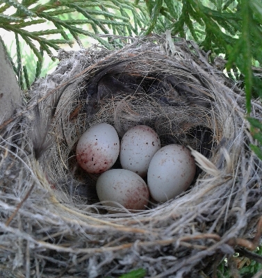 Vogel wild schnabel fauna Foto