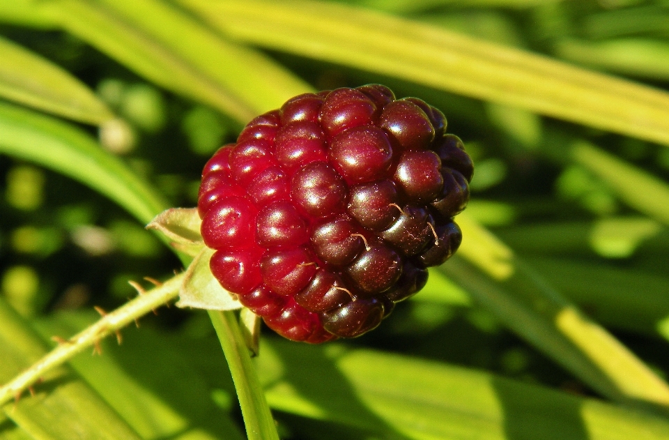 Pohon cabang tanaman buah