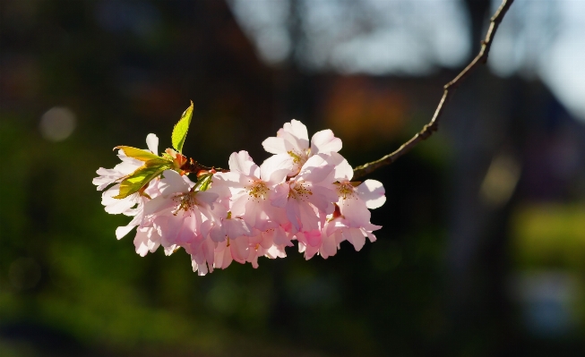 Tree nature branch blossom Photo