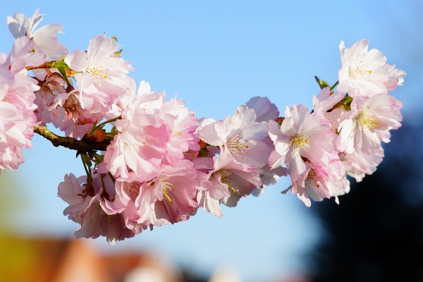 Tree branch blossom plant Photo