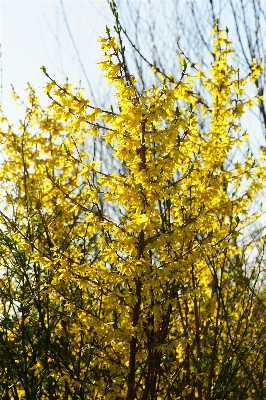 Tree branch plant sunlight Photo