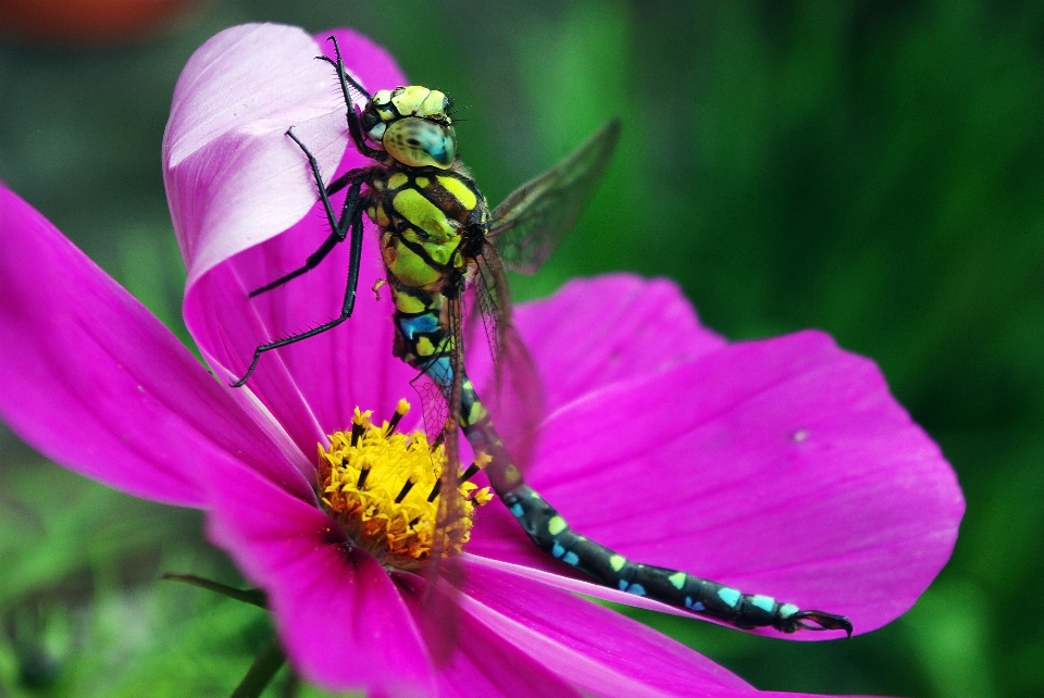 Natur blüte flügel wachstum