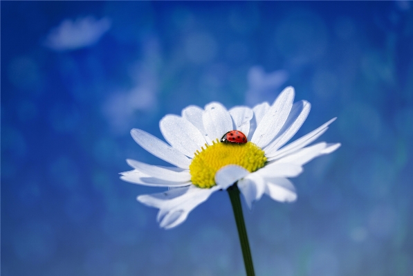 Nature blossom plant sky Photo