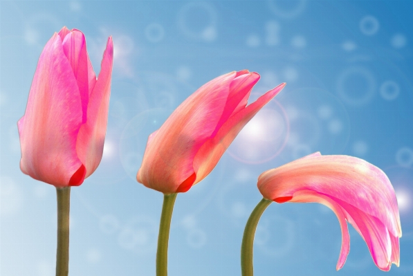 Nature blossom plant sky Photo