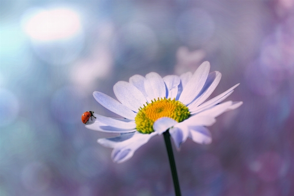 Nature blossom plant sky Photo