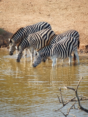 Фото дикая природа млекопитающее fauna саванна
