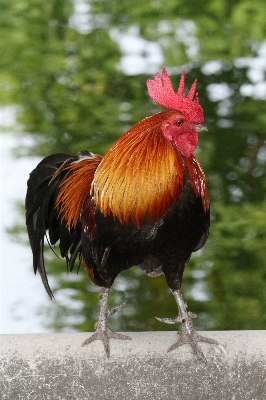 Bird animal wildlife red Photo