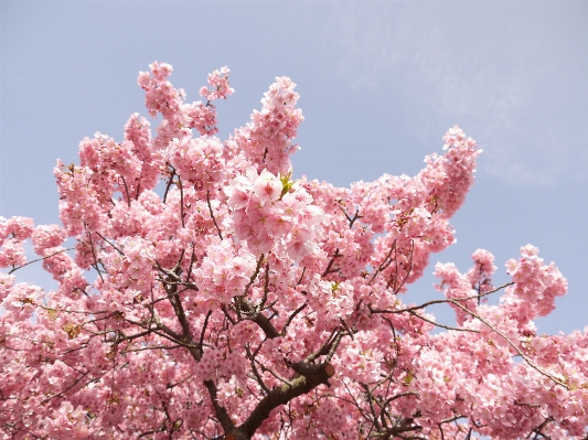 Branch blossom plant wood Photo