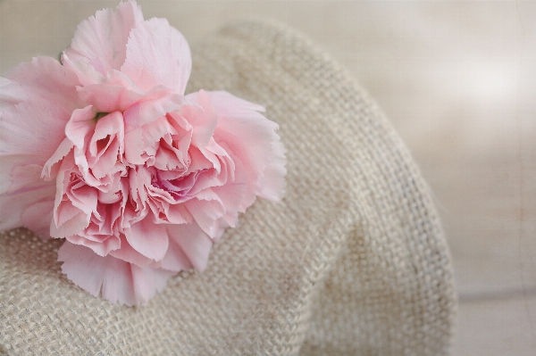 Blossom plant flower petal Photo