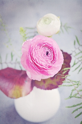 Blossom plant white flower Photo