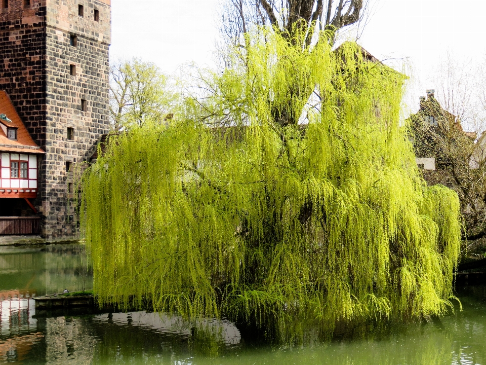 árbol césped planta flor