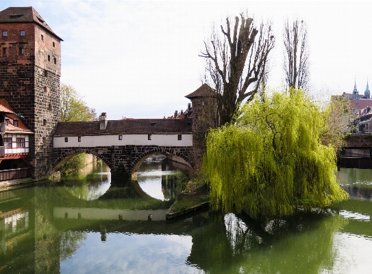 Tree water bridge flower Photo