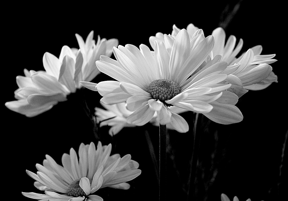 Blossom black and white plant