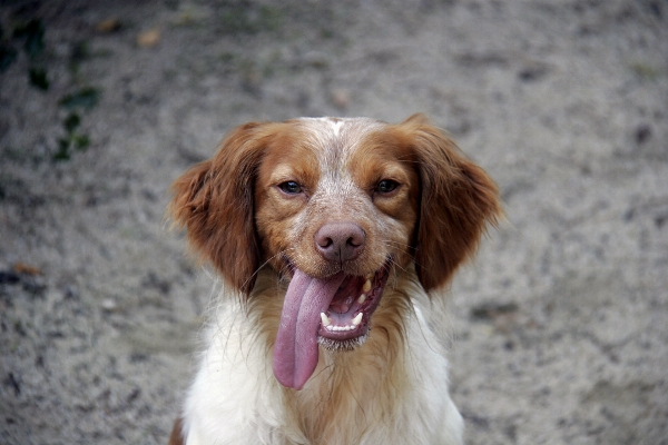 Foto Filhote de cachorro animal bicho estimação